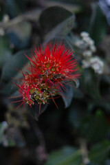 Nahaufnahme einer leuchtend roten Pompom-Blüte mit feinen, nadelförmigen Blütenblättern und grünen Knospen vor dunklem Hintergrund. © Dominik