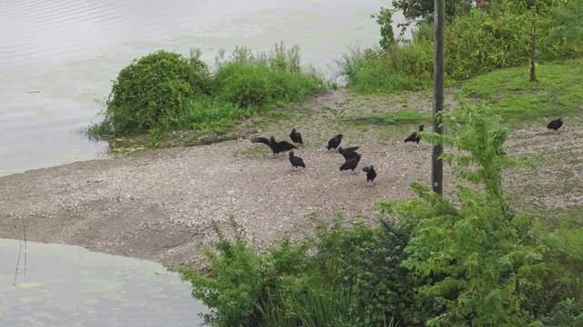 American black vulture and group of vultures birds standing along Ohio shoreline near Columbus, OH as their featherless heads stare and prey on water edge of Hoover Reservoir nature wildlife area 4k