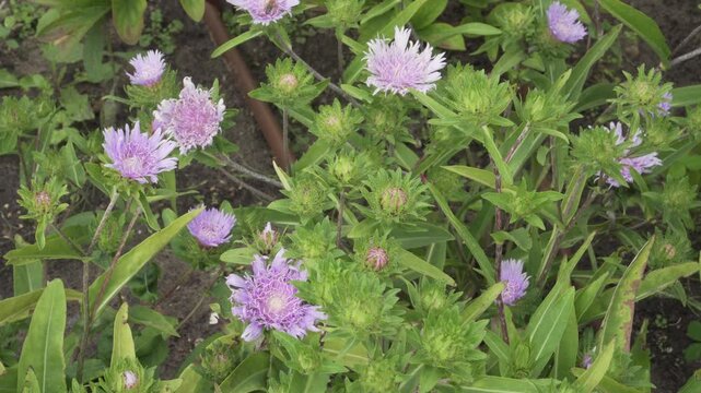 Stokes' Aster (Stokesia laevis) Purple Blossoms High Angle Close Up