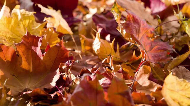 Fragile Autumn Leaves. Dry autumn leaves lying on the ground slowly rotate in front of the camera