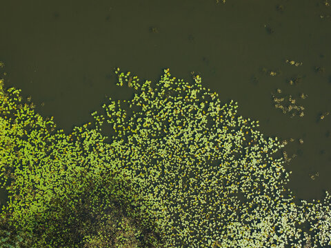 Aerial view of water lilies floating on the surface of a pond in Grutas, Alytus County, Lithuania.