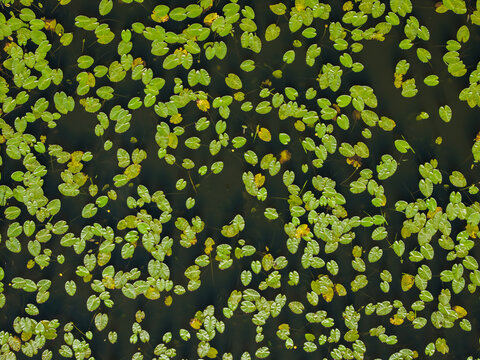 Aerial view of water lilies floating on the dark surface of a pond in Grutas, Alytus County, Lithuania.