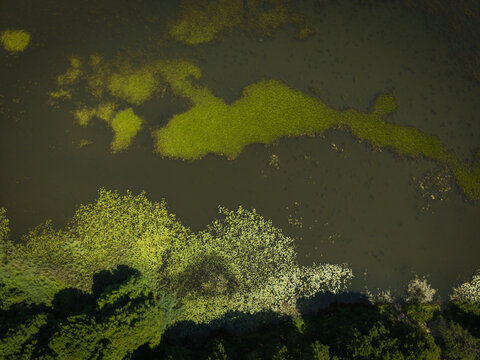 Aerial view of a calm lake surface covered with patches of vibrant green lily pads and aquatic plants, bordered by dense dark green forest foliage in Grutas, Alytus County, Lithuania.