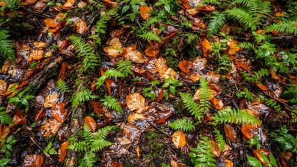 Fototapeta premium Forest floor covered in wet autumn leaves and green ferns after rain.