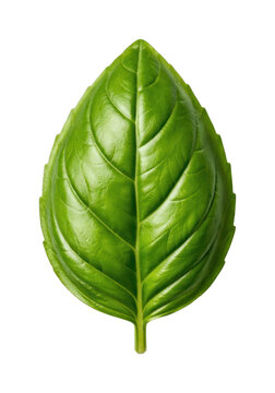 PNG Fresh green basil leaf on transparent background