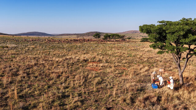 Aerial view of beekeepers in protective suits working with beehives under a large tree in a dry grassy landscape in Franschhoek, Western Cape, South Africa.