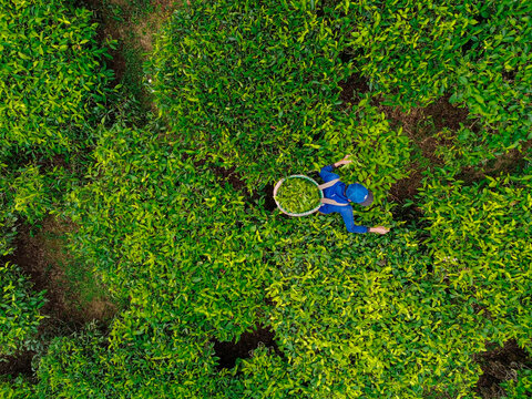 Aerial view of a tea picker working in the lush green Tea Gardens with a basket for harvesting leaves in Bandung, West Java, Indonesia.