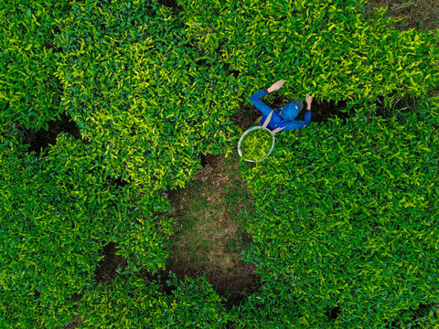 Aerial view of a worker harvesting fresh tea leaves in the lush Tea Gardens of Bandung, West Java, Indonesia.