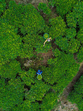 Aerial view of tea gardens with workers picking tea leaves into baskets in Bandung, West Java, Indonesia.