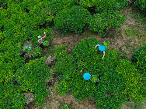 Aerial view of tea pickers working in the lush green tea gardens, collecting fresh leaves in baskets in Bandung, West Java, Indonesia.