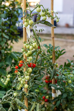 Green and Red Cherry Tomatoes Growing on Vines. Green and red cherry tomatoes growing on leafy vines supported by bamboo stakes in a garden.
