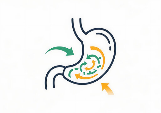 Stomach digestion process diagram with arrows, isolated on transparent background