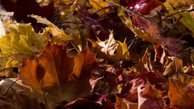 Autumn Sun after Rain. Bright wet autumn leaves rotate in front of the camera in the sun