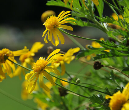 Gelbe Strauchmargerite (Euryops chrysanthemoides) 