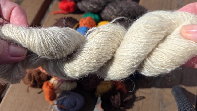 Hands hold and examine natural biege wool. Norway, alver. August