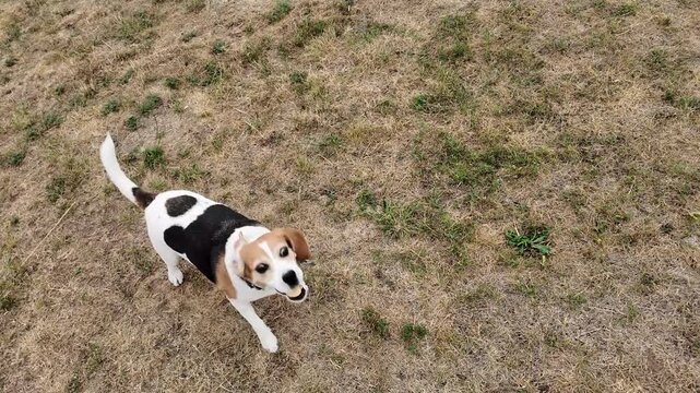 The beagle dog walking on dry grass from an aerial perspective. An overhead view captures the adorable beagle dog as it traverses a patch of dry, sun-baked grass, showcasing its playful nature and dis