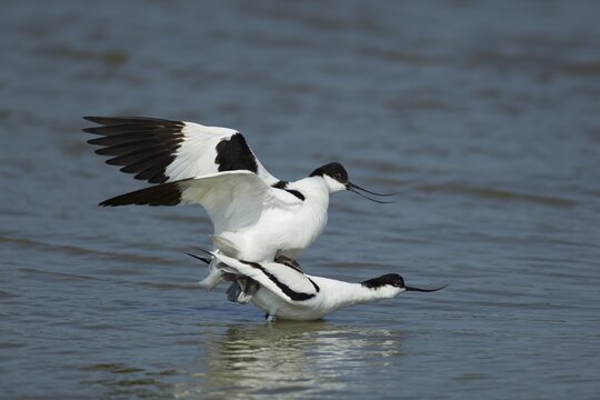 Pied avocet (Recurvirostra avosetta) two adult birds mating in a shallow lagoon, Suffolk, England, United Kingdom