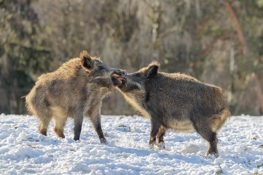 Two young wild boars (Sus scrofa) wrestle with each other in the backlight of the sun in a clearing. Their raised dorsal crests glow in the light. Bavaria, Germany