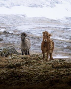 Two horses in frontal position in front of snow-covered mountain, Olafsvik, Iceland