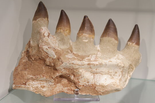 Fossil of a mosasaurus jaw with teeth. Fossil specimen of giant marine reptile. Fossil background. Geology and archeology science and fossil.
