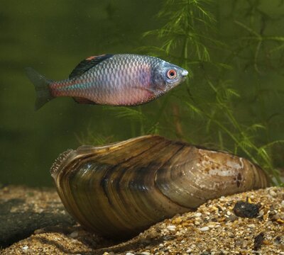 Anodonta cygnea, bitterling, duck mussel, common pond mussel, Rhodeus amarus, Rhodeus sericeus amarus, swan mussel, pond mussel, fish, fishes, river mussel, mussels, pisces, pond mussels