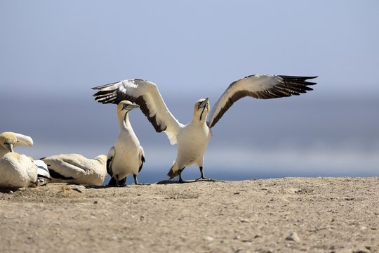 Cape Gannet (Morus capensis), adult, in flight, taking off, flying away, on land, coast, beach, Lamberts Bay, Western Cape, South Africa