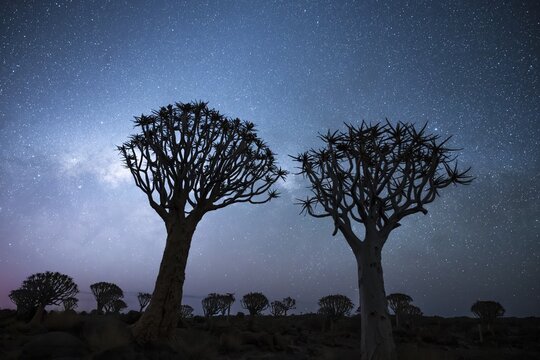 Quiver trees (Aloe dichotoma), night shot with starry sky, quiver tree forest in Garaspark near Keetmanshoop, Karas Region, Namibia