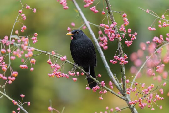 A common blackbird (Turdus merula) sits in a European spindle tree (Euonymus europaeus), and eats the fruit