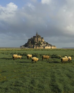 Sheep grazing in a meadow in front of Le Mont-Saint-Michel, Manche department, Normandy, France