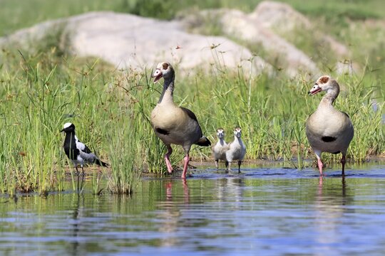 Nile gans (Alopochen aegyptiaca), adult, pair, young, in the water, standing, alert, Kruger National Park, South Africa
