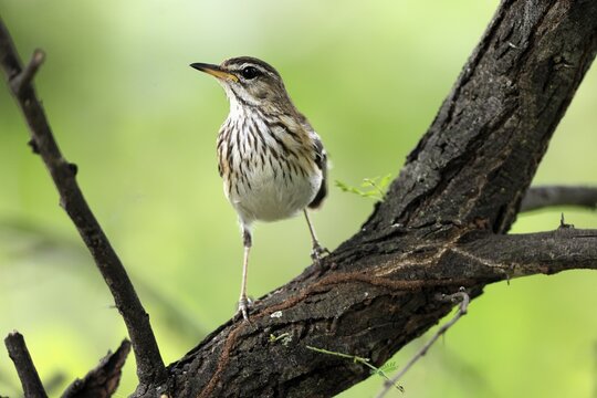 White-browed Warbler (Cercotrichas leucophrys), White-browed Bush Redstart, adult, alert, tree trunk, branch, Kruger National Park, Limpopo Province, South Africa