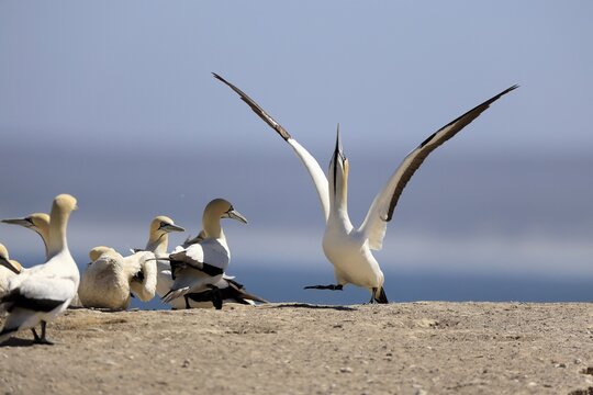 Cape Gannet (Morus capensis), adult, in flight, taking off, flying away, on land, coast, beach, Lamberts Bay, Western Cape, South Africa