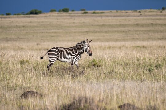 Cape Mountain Zebra (Equus zebra zebra), adult animal, Mountain Zebra National Park, Eastern Cape, South Africa
