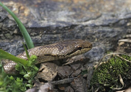 Coronella Austriaca, Black Snake, Smooth Snake, Critters, FFH, Reptilia, Reptiles, Snakes, Snakes
