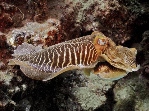 Common cuttlefish (Sepia officinalis), El Cabron marine reserve dive site, Arinaga, Gran Canaria, Spain, Atlantic Ocean