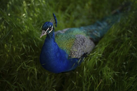 Indian peafowl (Pavo scalloped ribbonfish) in meadow, W&ouml;rlitz Park, W&ouml;rlitzer Anlagen, W&ouml;rlitz, Oranienbaum, Saxony-Anhalt, Germany