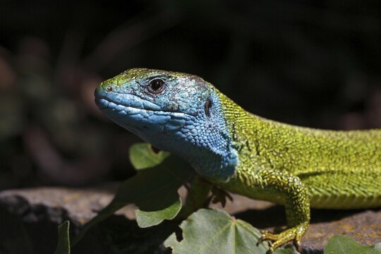 European Green Lizard (Lacerta viridis) male in breeding plumage basking on rocks, Balaton Felvid&eacute;ki Nemzeti Park, Lake Balaton, Hungary