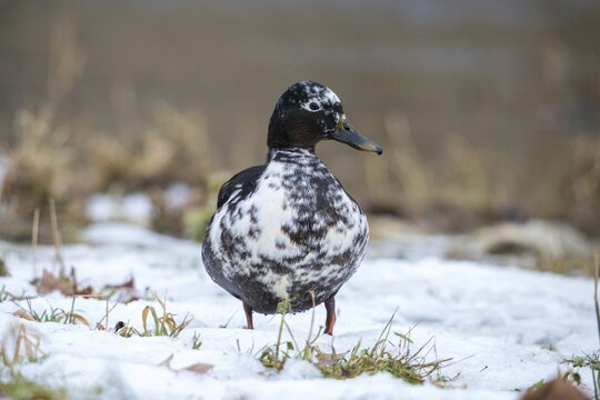 Anas platyrhynchos, mallard, mallard, anatidae, bastard, birds, ducks, ducks, ducks, drakes, false colors, male, snow, birds, waterbirds, waterbirds, winter