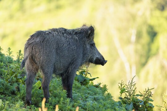 A female wild boar (Sus scrofa) stands on a mound in a green clearing on a sunny morning. Bavaria, Germany