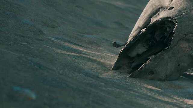 A skull rests on the dry ground of a desert area. The sun is shining, highlighting the textures of the soil and the hollow shape of the skull. No signs of life are nearby.