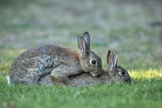 Wild rabbit (Oryctolagus cuniculus), Stapelfeld, Cloppenburg, Lower Saxony, Germany