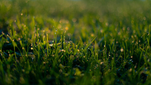 Morning dew drops on green grass with soft golden hour bokeh background