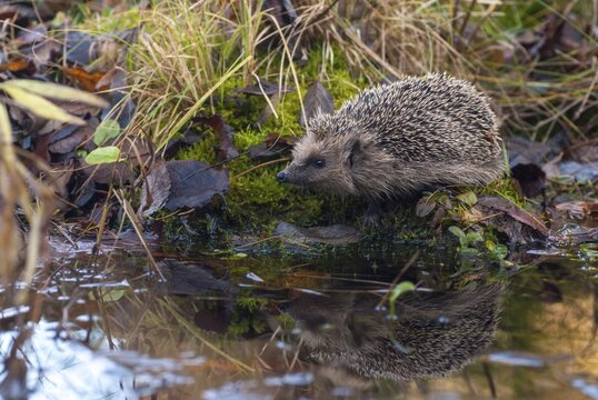 Erinaceus europaeus, hedgehog, insectivora, insectivora, insectivora, mammals, prickly, mammals