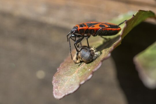 Firebug, common firebug, heteroptera, Pyrrhocoris apterus, prey, capture, hunting, insects, hunting, insects, hunting, bugs