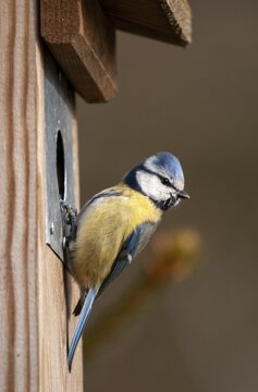 Blue tit, parus caeruleus, birds, high size, portrait format, tits, nest box, passeri, songbirds, tits, birds