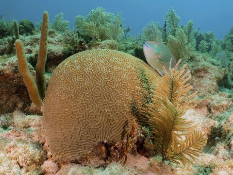 A lively underwater scene with a prominent brain coral (Diploria labyrinthiformis) and a green parrotfish (Sparisoma viride), dive site John Pennekamp Coral Reef State Park, Key Largo, Florida Keys, Florida, USA