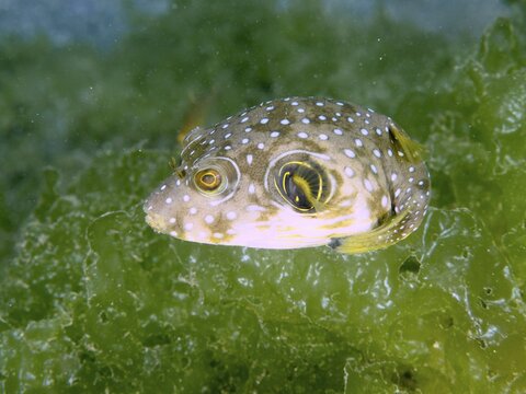Pufferfish with white-spotted pattern, white-spotted pufferfish (Arothron hispidus) juvenile, swimming in front of a green algae background. Dive site Secret Bay, Gilimanuk, Bali, Indonesia