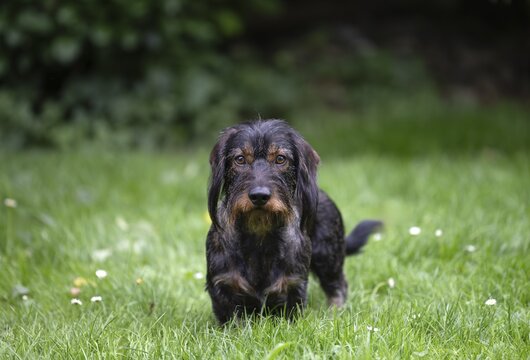 Rough-haired dachshund (Canis lupus familiaris) male, 4 years old, alert, on a meadow, Stuttgart, Baden-W&uuml;rttemberg, Germany
