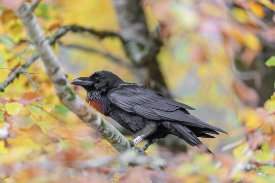 A common raven (Corvus corax) sits in an autumnal colored tree. Austria
