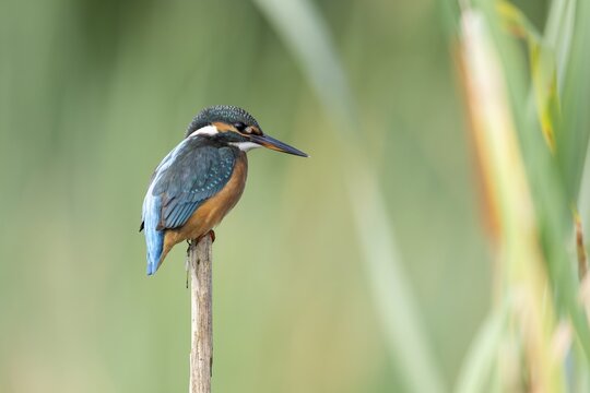 Kingfisher (Alcedoatthis) on reed, sideways, Race, Slovenia